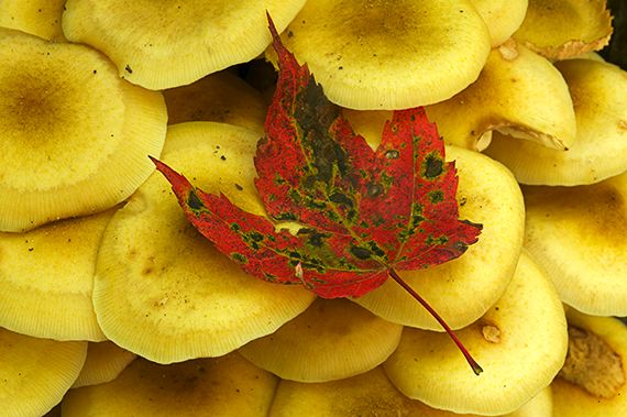 Leaves;Plants;Tennessee;Mushroom;Leaf