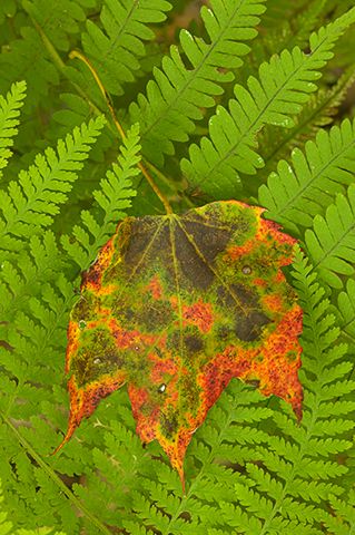 Leaves;Plants;Tennessee;Abstract;Leaf;Colorful;Botanical;Vegetation;Foliage