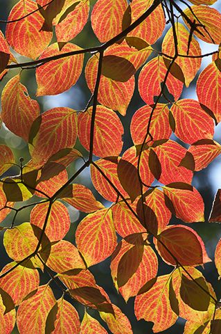 Abstract;Cloudland Canyon;Plants;Leaves;Leaf;Orange;Oneness;Red;Trees;Fall Scene;Fall Scenes;Colors;Nature;Fall;Reflections;Pool of Water;Tennessee