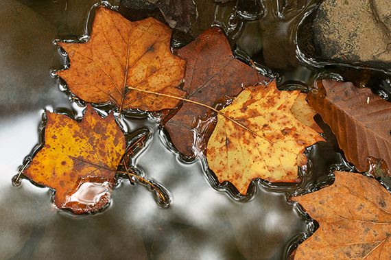 Cloudland Canyon;Abstract;Plants;Leaves;Leaf;Fall;Forest;Colors;Yellow;Tennessee;Scenics;Details;Fall Scenes;Orange