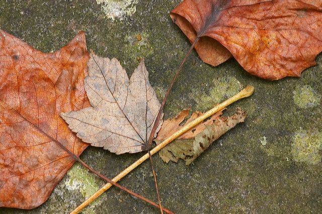 Abstract;Cloudland Canyon;Plants;Leaves;Leaf;Rocks