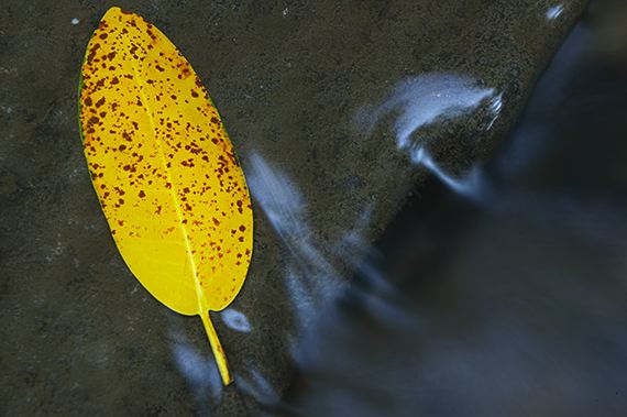 Yellow;Waterfall;Water;Leaf;Leaves;Abstract;Season;Fall;Rocks;Cloudland Canyon;Colors;Georgia;Nature;Colorful;Plants;Botanical;Vegetation;Foliage