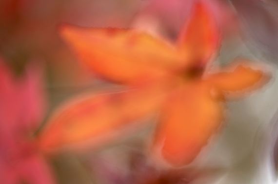 Leaf;Leaves;Abstract;Colors;Fall Scenes;Fall;Nature;Tennessee;Oneness;Colorful;Plants;Botanical;Vegetation;Foliage