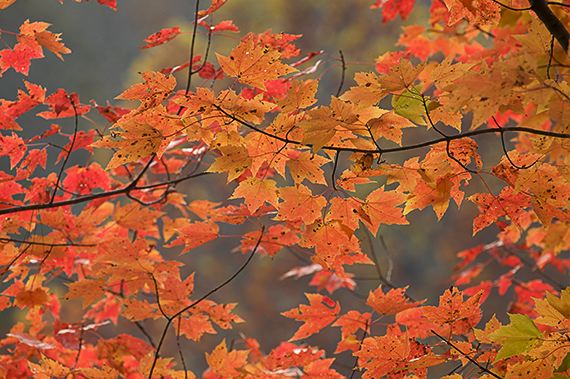 Leaf;Leaves;Abstract;Colors;Fall Scenes;Fall;Nature;Tennessee;Reflections;Pool of Water;Plants