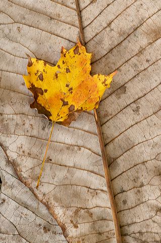 Leaf;Leaves;Abstract;Colors;Fall Scenes;Fall;Nature;Tennessee;Yellow;Plants;Forest;Scenics;Details;Botanical;Vegetation;Foliage;Veins;Compound;Leaflet;Abstractions;Patterns;Shapes;Textures