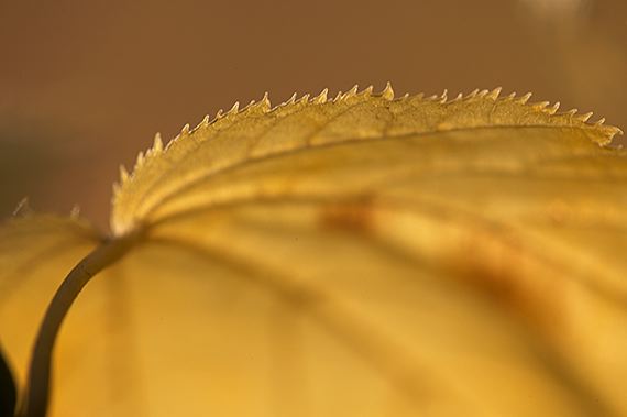 Leaf;Leaves;Abstract;Colors;Fall Scenes;Fall;Nature;Tennessee;Colorful;Plants;Botanical;Vegetation;Foliage