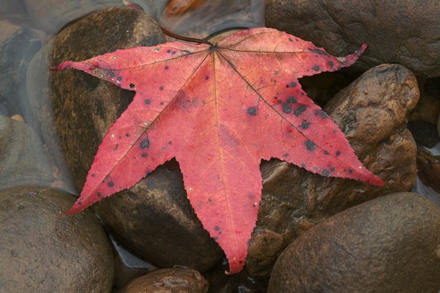 Leaf;Leaves;Abstract;Colors;Fall Scenes;Fall;Nature;Tennessee;Red;Colorful;Plants;Botanical;Vegetation;Foliage