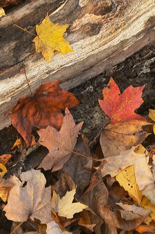 Kentucky;Leaves;Leaf;Abstract;Colors;Fall Scenes;Fall;Nature;Tennessee;Yellow;Plants;Reflections;Pool of Water;Botanical;Vegetation;Foliage;Veins;Compound;Leaflet;Abstractions;Patterns;Shapes;Textures