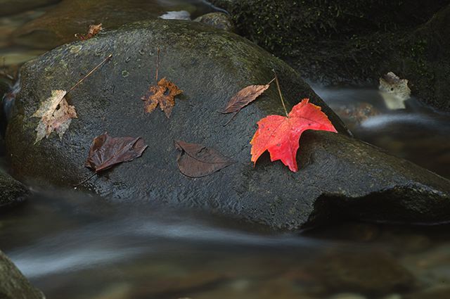 Abstract;Fall Scenes;Leaf;Leaves;National Park;National Parks;River;Season;Stream;Rocks;Water;Waterfall;Plants;Great Smoky Mountains;Rock Formations;Flowing;Pouring;Power;Red;Nature;Colorful;Botanical;Vegetation;Foliage