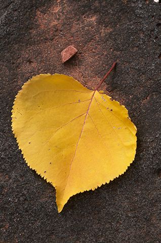 Fall Scenes;Forest;Leaf;Leaves;Nature;Trees;Rocks;Rock Formations;Abstract;Colorful;Plants;Botanical;Vegetation;Foliage