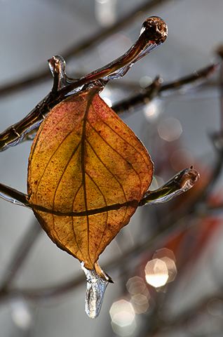 Ice;Icicles;Frozen;Freeze;Cold;Water;Fall Scenes;Forest;Leaf;Leaves;Nature;Trees;Colorful;Plants;Botanical;Vegetation;Foliage