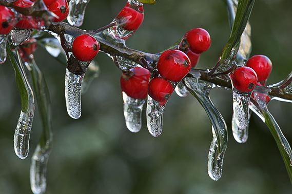 Ice;Icicles;Frozen;Freeze;Cold;Water