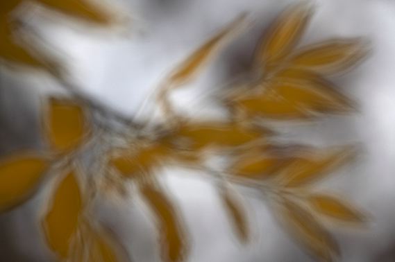 Colorful;Plants;Botanical;Leaf;Leaves;Vegetation;Foliage;Abstract;Abstractions