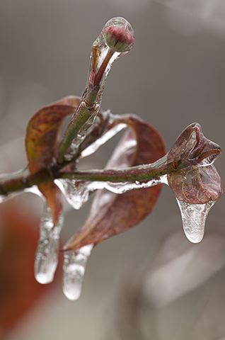 Ice;Icicles;Frozen;Freeze;Cold;Water;Colorful;Plants;Botanical;Leaf;Leaves;Vegetation;Foliage