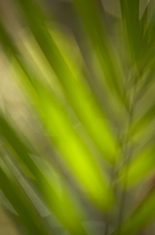 Abstract;Abstractions;Colorful;Plants;Botanical;Leaf;Leaves;Vegetation;Foliage;Patterns