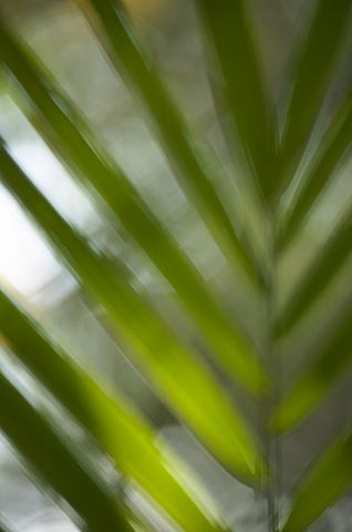 Abstract;Abstractions;Colorful;Plants;Botanical;Leaf;Leaves;Vegetation;Foliage;Patterns