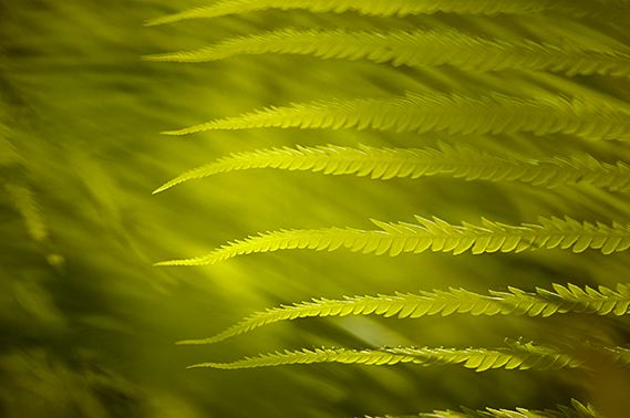 Colorful;Plants;Botanical;Leaf;Leaves;Vegetation;Foliage;Abstract;Abstractions;Fern