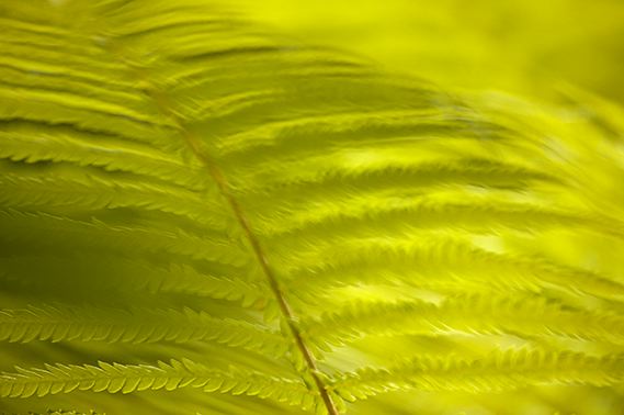 Colorful;Plants;Botanical;Leaf;Leaves;Vegetation;Foliage;Abstract;Abstractions;Fern