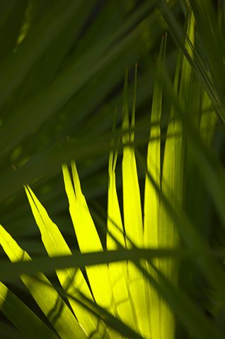 Abstract;Abstractions;Colorful;Plants;Botanical;Leaf;Leaves;Vegetation;Foliage;Patterns