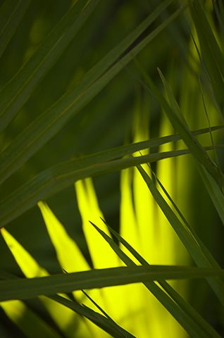 Abstract;Abstractions;Colorful;Plants;Botanical;Leaf;Leaves;Vegetation;Foliage;Patterns