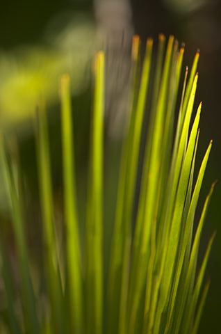 Abstract;Abstractions;Colorful;Plants;Botanical;Leaf;Leaves;Vegetation;Foliage;Patterns