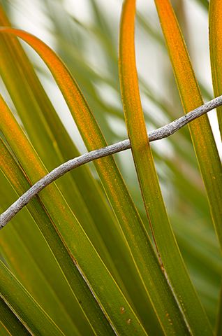 Abstract;Abstractions;Colorful;Plants;Botanical;Leaf;Leaves;Vegetation;Foliage