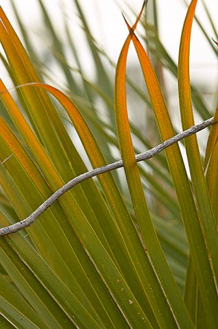 Abstract;Abstractions;Colorful;Plants;Botanical;Leaf;Leaves;Vegetation;Foliage