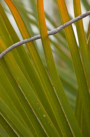 Abstract;Abstractions;Colorful;Plants;Botanical;Leaf;Leaves;Vegetation;Foliage