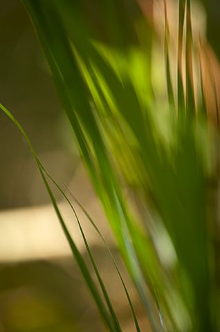 Abstract;Abstractions;Colorful;Plants;Botanical;Leaf;Leaves;Vegetation;Foliage;Patterns