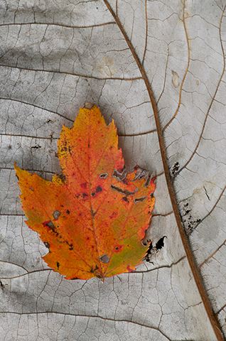 Forest;Trees;Leaves;Leaf;Woods;Bark;Outdoors;Woodland;Fall Scenes;Nature;Colorful;Plants;Botanical;Vegetation;Foliage;Abstract;Abstractions;Natural;Patterns