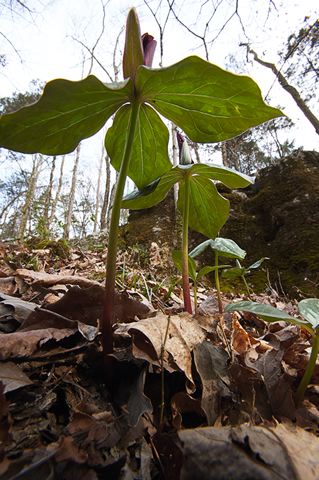 Forest;Trees;Leaves;Leaf;Plants;Woods;Bark;Outdoors;Nature;Natural;Woodland;Flower;Blooming;Blossom;Bloom;Flowering;Botanical;Petal;Garden;Colorful;Outdoor;Vegetation