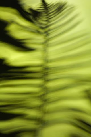 Ferns;Plants;Forest;Abstract