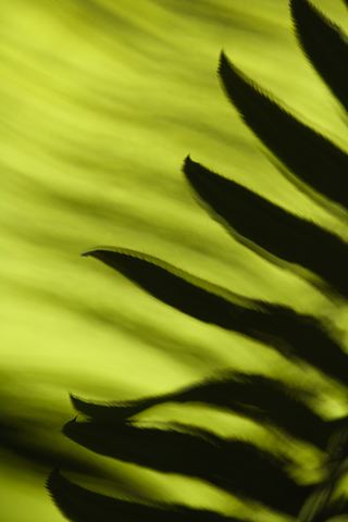 Ferns;Plants;Forest;Abstract