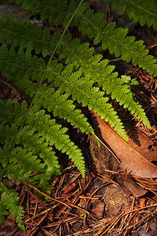 Forest;Trees;Leaves;Leaf;Plants;Woods;Bark;Outdoors;Nature;Natural;Woodland;Sunlight;Sun;Beams;Sunbeam;Rays;Light;Luminance;Illuminate;Fern
