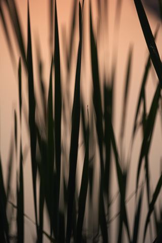 Sunset;Dusk;Twilight;evening;Nightfall;Sundown;Abstract;Abstractions;Patterns;Shapes;Textures;Plants;Soft;Blur