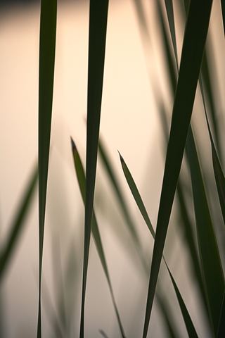 Sunset;Dusk;Twilight;evening;Nightfall;Sundown;Abstract;Abstractions;Patterns;Shapes;Textures;Plants;Soft;Blur