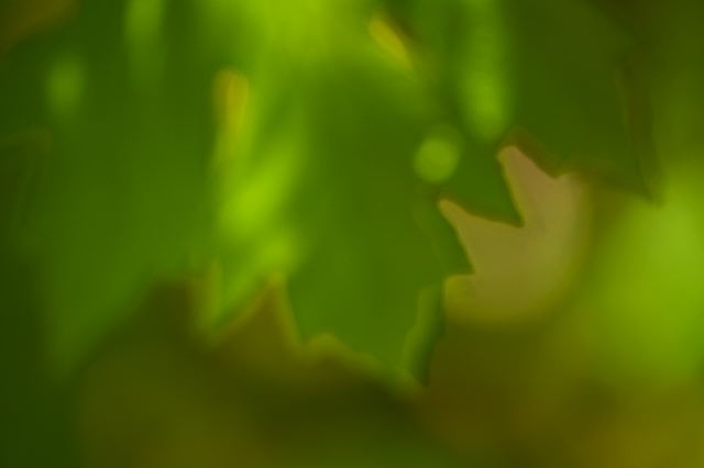 Plants;Forest;Woodland;Trees