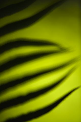 Ferns;Plants;Forest;Abstract