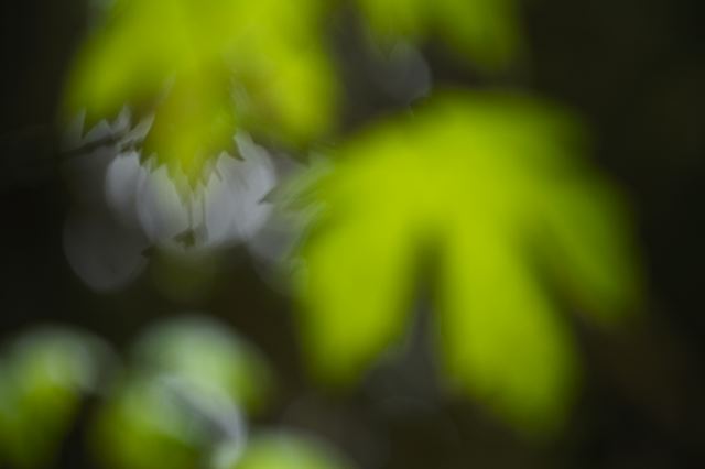 Plants;Forest;Woodland;Trees;Abstract;Abstractions;Colorful;Botanical;Leaf;Leaves;Vegetation;Foliage;Woods;Bark;Outdoors;Nature;Natural