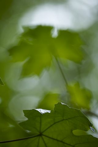 Plants;Forest;Woodland;Trees;Abstract;Abstractions;Colorful;Botanical;Leaf;Leaves;Vegetation;Foliage;Woods;Bark;Outdoors;Nature;Natural