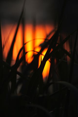 Water;Lake;Pond;Body of Water;Wet;Cool;Deep;Clear;Pool;Reservoir;Plants;Botanical;Leaf;Leaves;Vegetation;Foliage;Veins;Compound;Leaflet;Pool of Water;Reflections;Oneness;Tennessee