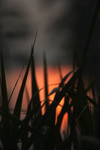Water;Lake;Pond;Body of Water;Wet;Cool;Deep;Clear;Pool;Reservoir;Plants;Botanical;Leaf;Leaves;Vegetation;Foliage;Veins;Compound;Leaflet;Pool of Water;Reflections;Oneness;Tennessee