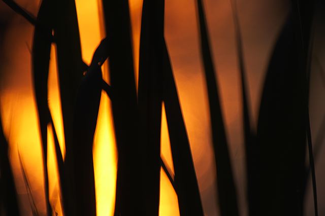 Plants;Botanical;Leaf;Leaves;Vegetation;Foliage;Veins;Compound;Leaflet;Pool of Water;Reflections;Oneness;Tennessee