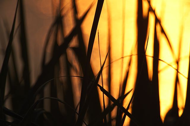 Plants;Botanical;Leaf;Leaves;Vegetation;Foliage;Veins;Compound;Leaflet;Tennessee