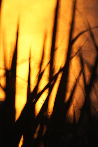 Plants;Botanical;Leaf;Leaves;Vegetation;Foliage;Veins;Compound;Leaflet;Tennessee