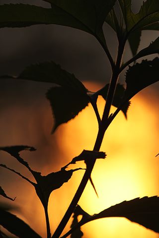 Plants;Botanical;Leaf;Leaves;Vegetation;Foliage;Veins;Compound;Leaflet;Tennessee