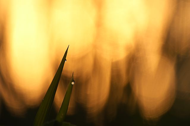 Plants;Botanical;Leaf;Leaves;Vegetation;Foliage;Veins;Compound;Leaflet;Tennessee