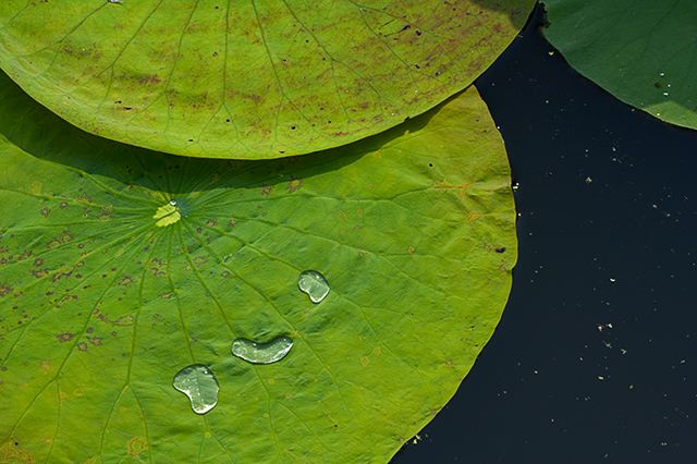 Water;Lake;Pond;Body of Water;Wet;Cool;Deep;Clear;Pool;Reservoir;Tennessee