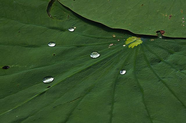 Water;Lake;Pond;Body of Water;Wet;Cool;Deep;Clear;Pool;Reservoir;Tennessee
