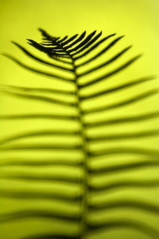 Ferns;Plants;Forest;Abstract